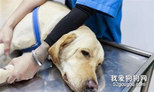 狗狗不健康時,往往有這5個征兆,如果發現寵主要警惕了!
