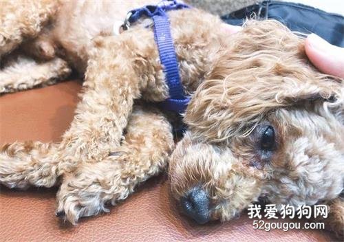 狗狗不健康時,往往有這5個征兆,如果發現寵主要警惕了!