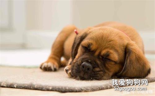 狗狗不健康時,往往有這5個征兆,如果發現寵主要警惕了!