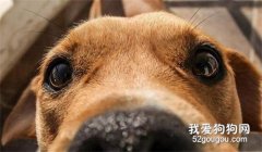 狗狗“流眼淚”是傷心嗎？不，原因有6個！