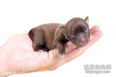 幼犬幾個月可以吃干狗糧？幼犬吃狗糧撐了怎么辦？