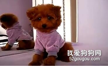 訓練小泰迪，簡直被萌翻