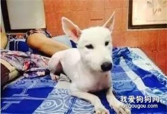 網友家的薩摩被剃毛之后，請原諒我，真的忍不住笑瘋了！