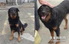 主人搬家獨留它，不知情忠犬卻原地笑守2年！