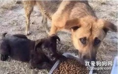流浪狗被收養后的小習慣，看了讓人心酸...