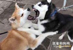 狗狗打架斗毆受傷了該怎么辦？