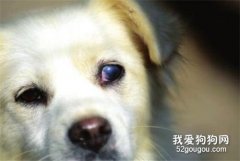 狗狗白內障的癥狀與防治？