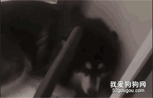 主人回家后發現眼前這一刻,氣得直接拿棍子去問候阿拉和泰迪！