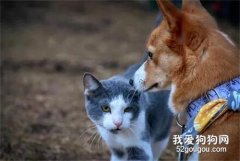 柯基去散步，沒想到被一只貓不停撒嬌，最后...