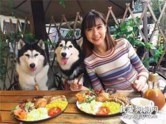 妹子養了4只哈士奇，這畫面簡直慘不忍睹！網友直呼妹子心真大........
