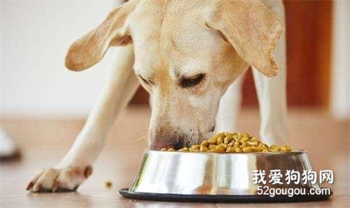 教大家如何挑选好的狗粮,最简单的4步,你都学会了吗?