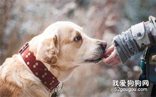 教大家如何挑选好的狗粮,最简单的4步,你都学会了吗?