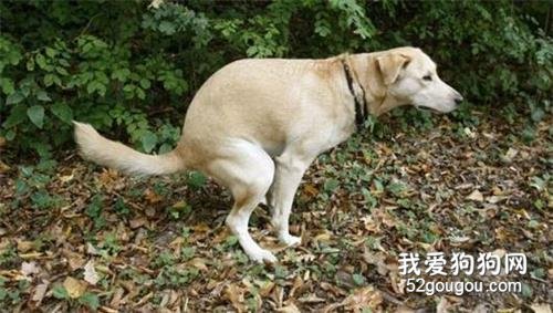 教大家如何挑选好的狗粮,最简单的4步,你都学会了吗?