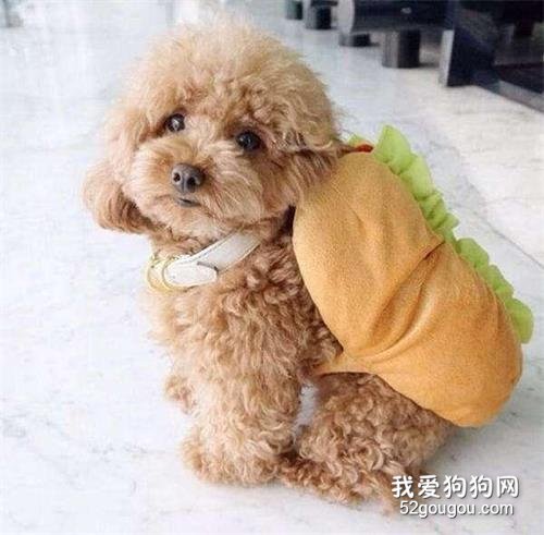 饲养泰迪犬,这些优缺点你最好先了解!