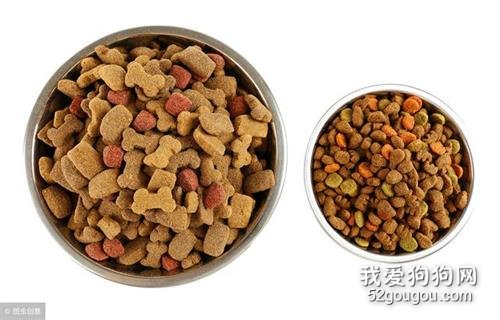 饲养泰迪犬,这些优缺点你最好先了解!