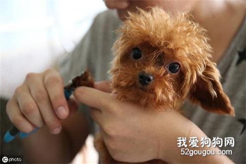 饲养泰迪犬,这些优缺点你最好先了解!