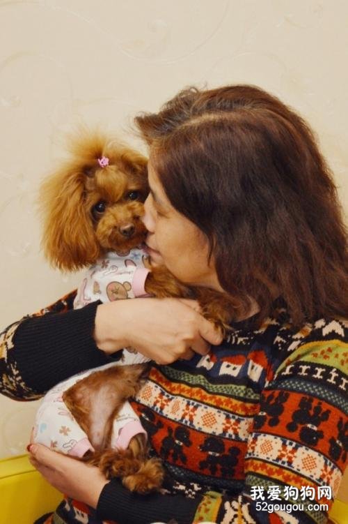 饲养泰迪犬,这些优缺点你最好先了解!