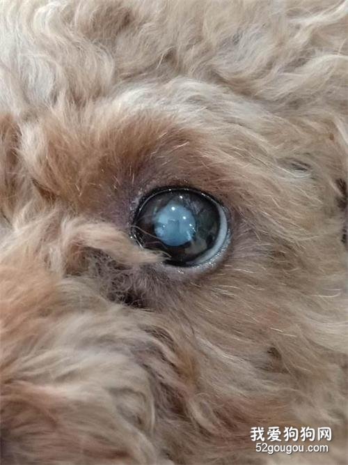 饲养泰迪犬,这些优缺点你最好先了解!