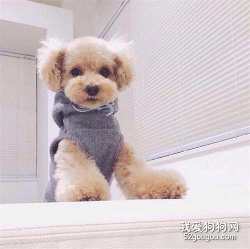 饲养泰迪犬,这些优缺点你最好先了解!