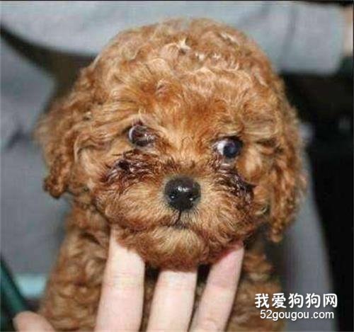 饲养泰迪犬,这些优缺点你最好先了解!