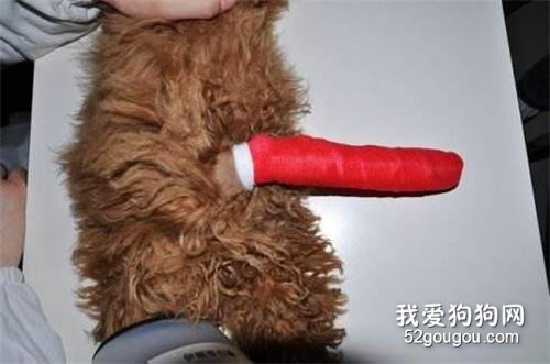 饲养泰迪犬,这些优缺点你最好先了解!