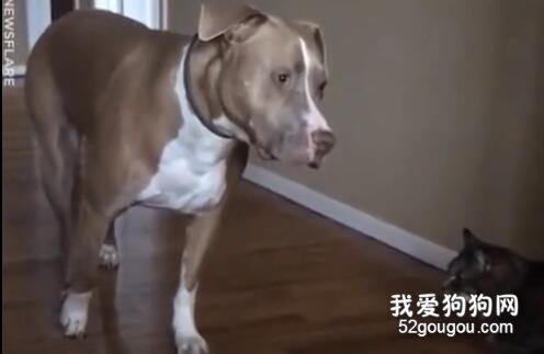 無論多大的狗子一旦遇上貓，都能被治的服服帖帖！