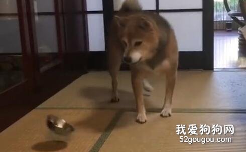 暴躁柴犬的紳士養成之路宣告失敗，摔碗小柴永不認輸！