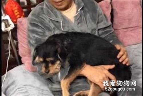 每次看到爸媽對待狗子的態度，我都嫉妒萬分！