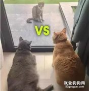 大橘和兄弟愛上同一只貓，慘遭兄弟背叛后，它...