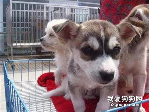 網友用1000塊買了一只哈士奇回家，沒想到洗澡之后竟然.......