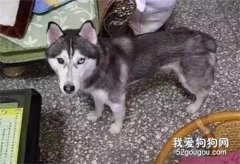 二哈見義勇為撿回小奶貓，噩夢就這樣開始了...