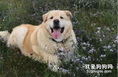 就因為太胖，主人把狗狗帶去安樂死……獸醫拒絕了！