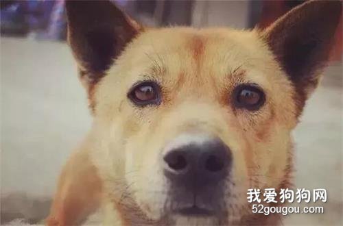20塊都沒人要？比土狗更土的，是你