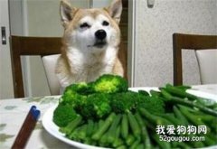 養狗的須知：這5種蔬菜，狗狗是不能吃的