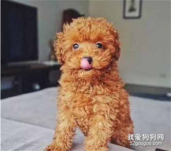 泰迪吃骨頭拉稀還有血是為什么？