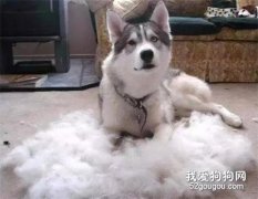 引起狗狗嚴重“掉毛”的幾大原因，你不一定清楚