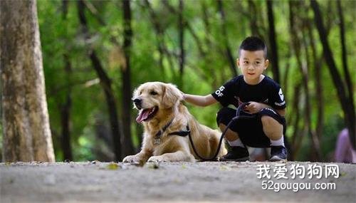 金毛绝对不能吃的5种食物,再饿也要忍住!