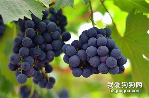 金毛绝对不能吃的5种食物,再饿也要忍住!