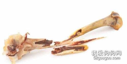 金毛绝对不能吃的5种食物,再饿也要忍住!
