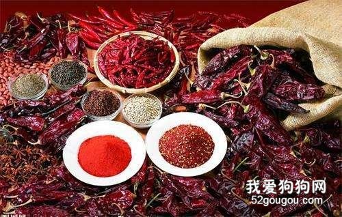 金毛绝对不能吃的5种食物,再饿也要忍住!