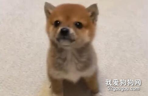 狗這個動物，果然還是沒長腦子的時候最可愛！