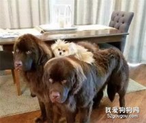 我能想到最幸福的事，就是有個大塊頭哥哥....