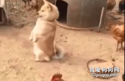 和雞待一起久了之后，家里的狗子行為越來越奇怪了…