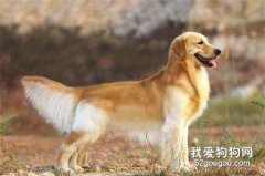 狗狗毛發不好不用怕，這五種食物美毛效果杠杠的