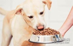 飼養狗狗，這些做法對狗狗的傷害很大