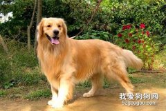 金毛有關節炎能好嗎?