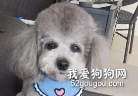 主人要去干活，讓泰迪在家看紙，接下來泰迪的反應真是聰明！