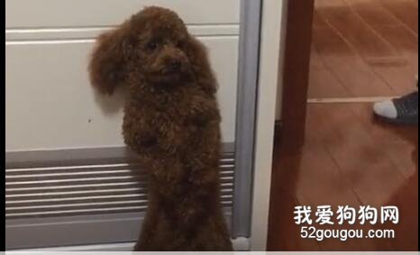 你是不是也懷疑過，狗子身體里住了個人類的靈魂！