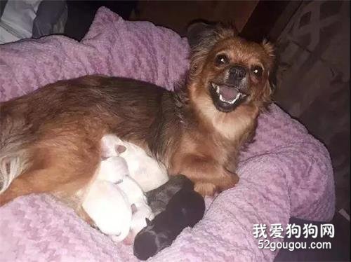 狗狗剛生了寶寶很開心，可是沒過多久，竟把小奶汪...