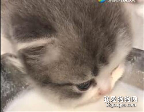 看小奶貓喝neinei！整個人都被治愈了呢！